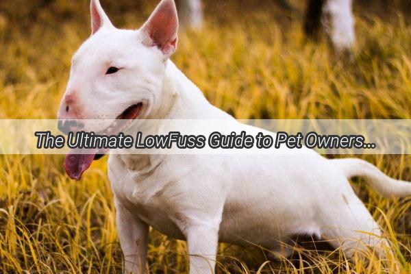 The Ultimate LowFuss Guide to Pet Ownership Discover the EasytoMaintain Dog Breeds